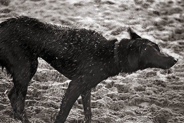 Crissy Field, 2/12/5, 2005