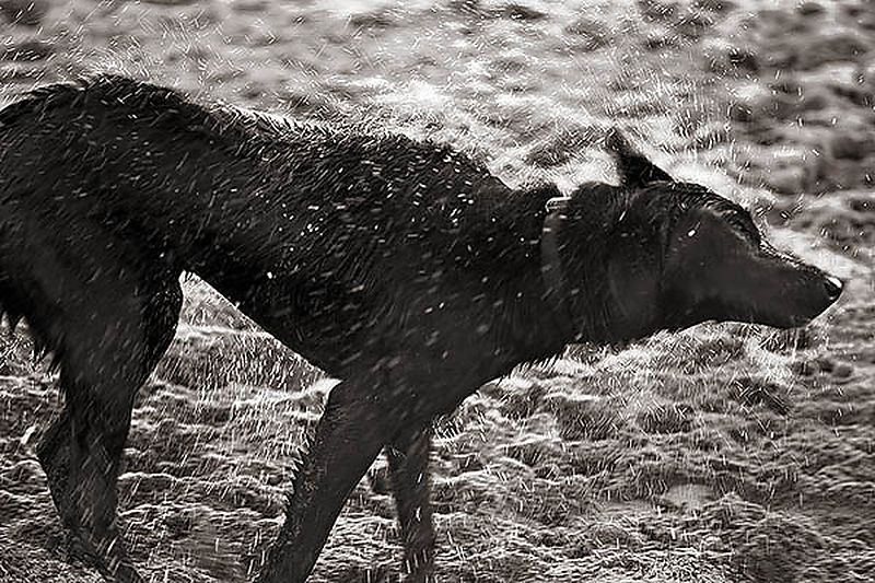 Crissy Field, 2/12/5, 2005