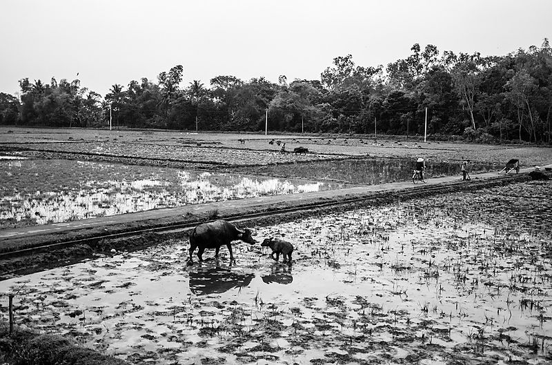 From the train in Vietnam, 2011